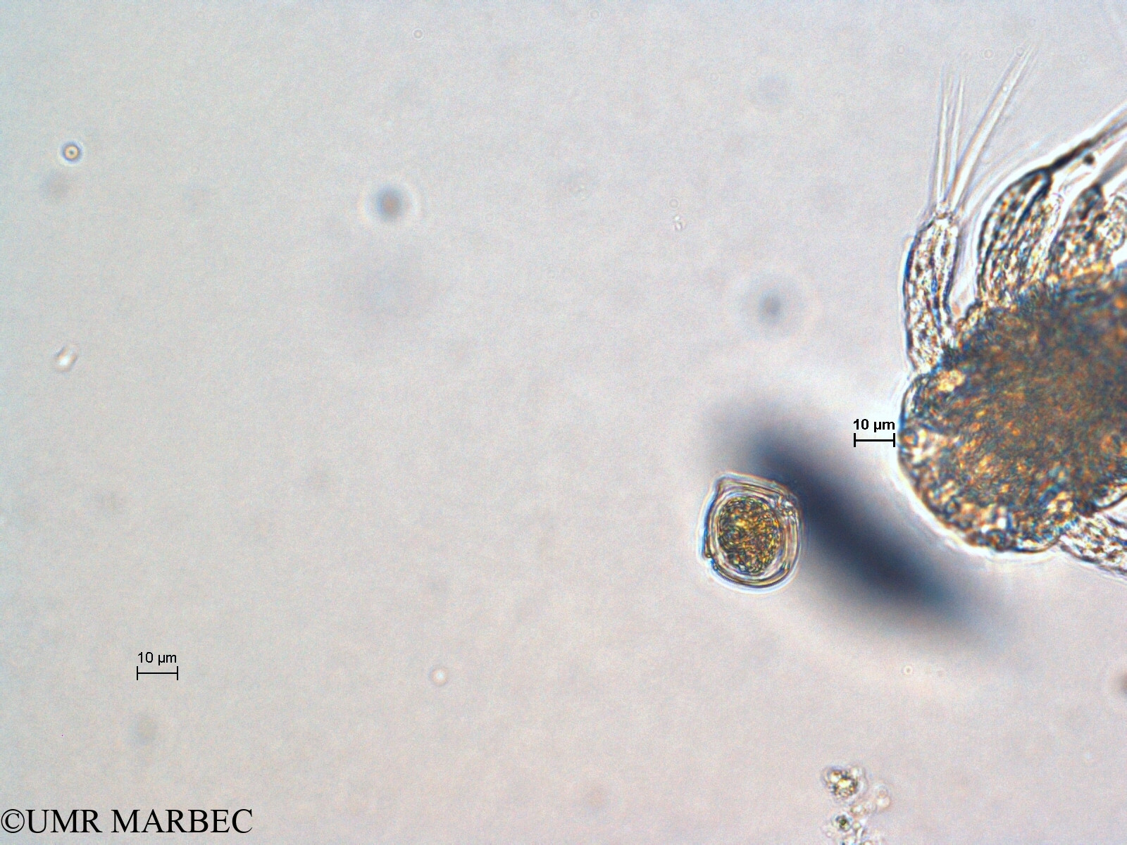 phyto/Scattered_Islands/all/COMMA April 2011/Scrippsiella spp  (cf S. trochoidea -recomposé)(copy).jpg